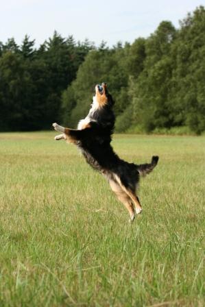 http://www.materia-medica-bo.de/Meine_Bilder_und_Dateien/Hund%20springt%20Hoppe-pixelio.de.jpg?13a406c8fce